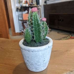 Fake Cactus Plant